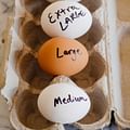large egg